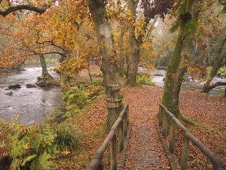 Bosque de Castaños Galicia
