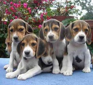 Cachorros+fofos