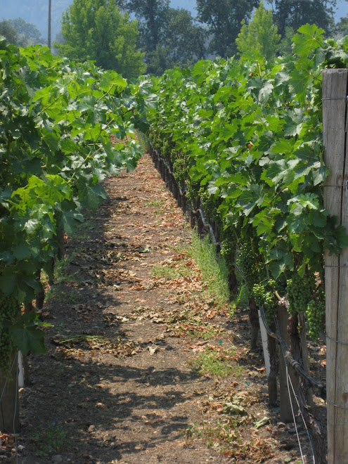 June 23, 2008 Sonoma.  The Vines.
