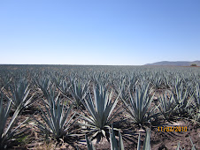 Agave en desarrollo