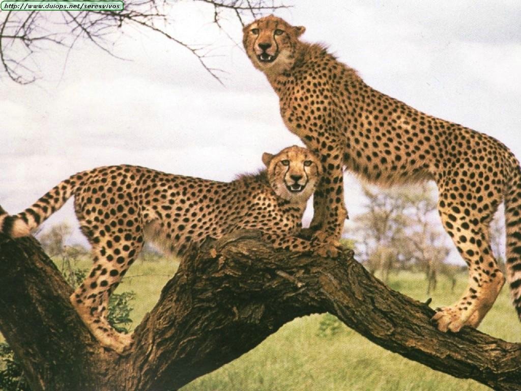 http://2.bp.blogspot.com/_ZcBdnpWmzGI/TIvaLSQ3NnI/AAAAAAAAACk/VupMYj6aFdw/s1600/Wallpapers+-+Animales+by+Alms!!+(136).jpg