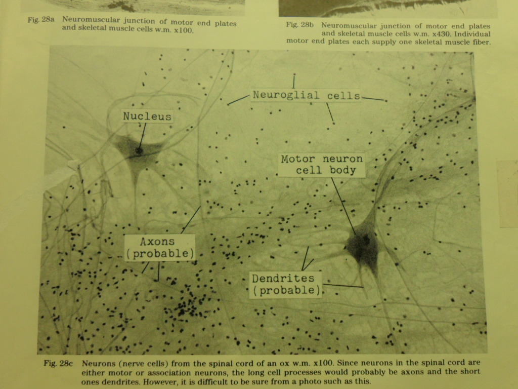 Anatomy Winter Term: Winter Lab 1 Ex 1-2