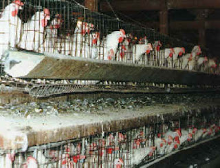 A battery hen factory farm Hens kept in battery cages