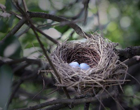 Birds Nest on Bird Nest