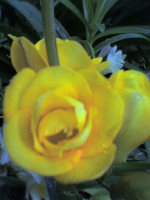 IMAGENS, flor amarela
