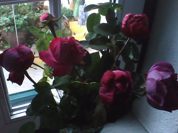 IMAGENS(rosas)