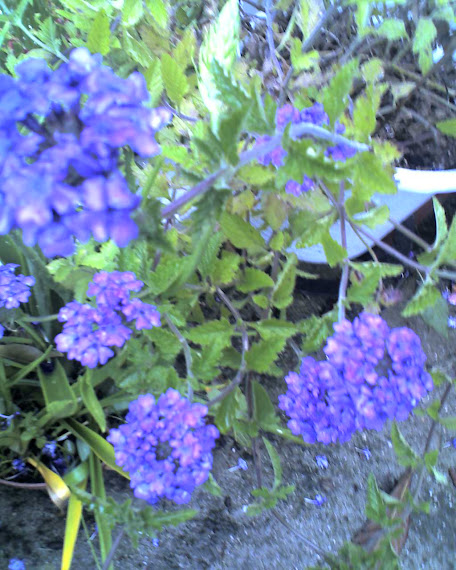 IMAGENS, flores azuis