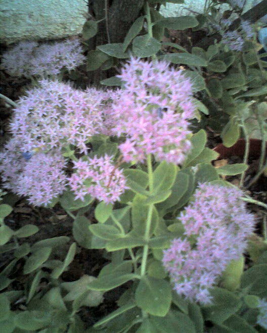 IMAGENS, cacto com flores