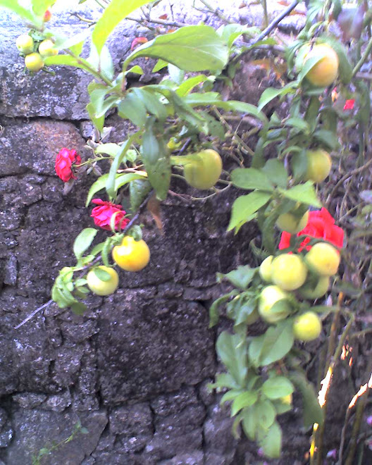 IMAGENS, muro de granito