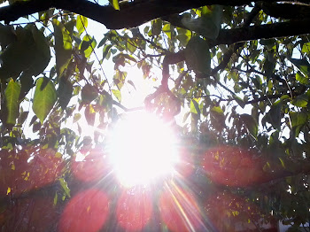 raios de sol pelo meio das folhas das arvores