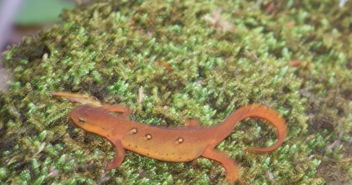 salamanders in indiana