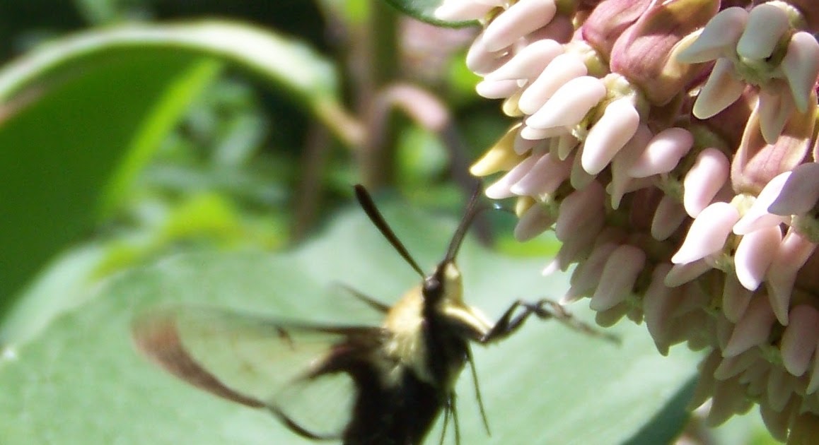 Different Types Of Hummingbird Moths