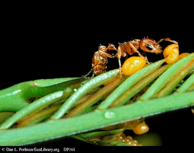 Acacia Ants