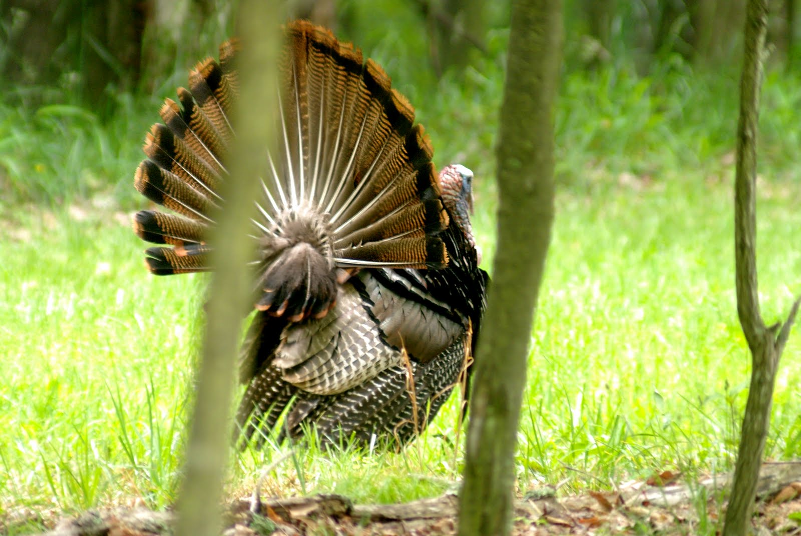 gobbler strutting