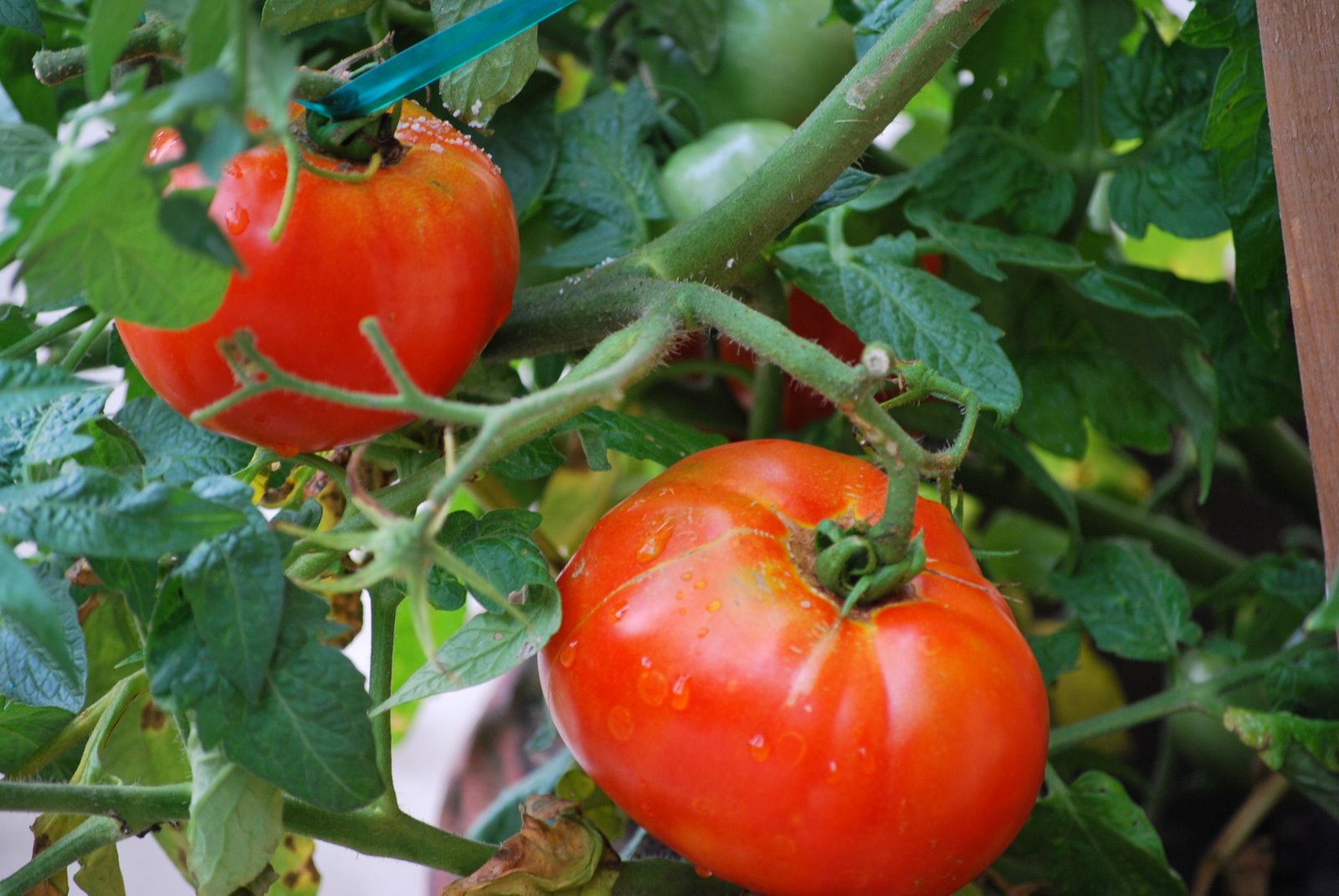 [DSC_0603.JPG]