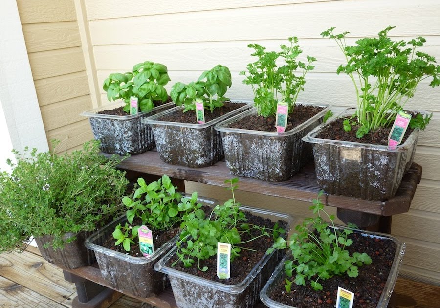 Foods For Long Life Plant Your Own Herb Garden In Recycled Plastic Tubs