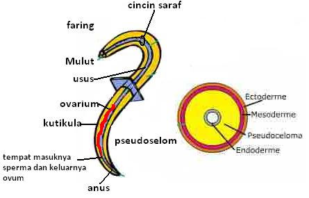 struktur tubuh turbellaria