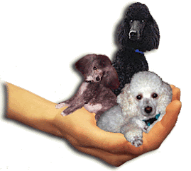 Poodle Rescue
