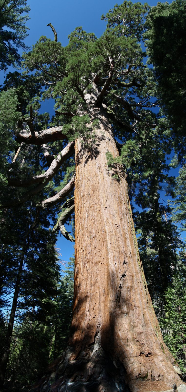 [Yosemite+Panoramas+(207+of+8).jpg]