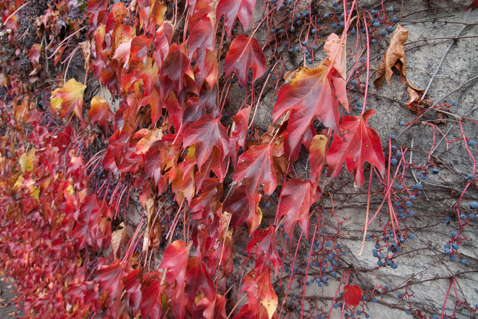 [asheville+biltmore-5711.jpg]