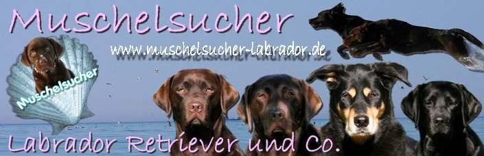 Muschelsucher Labradors- Warten auf den A- Wurf