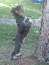 LACIE