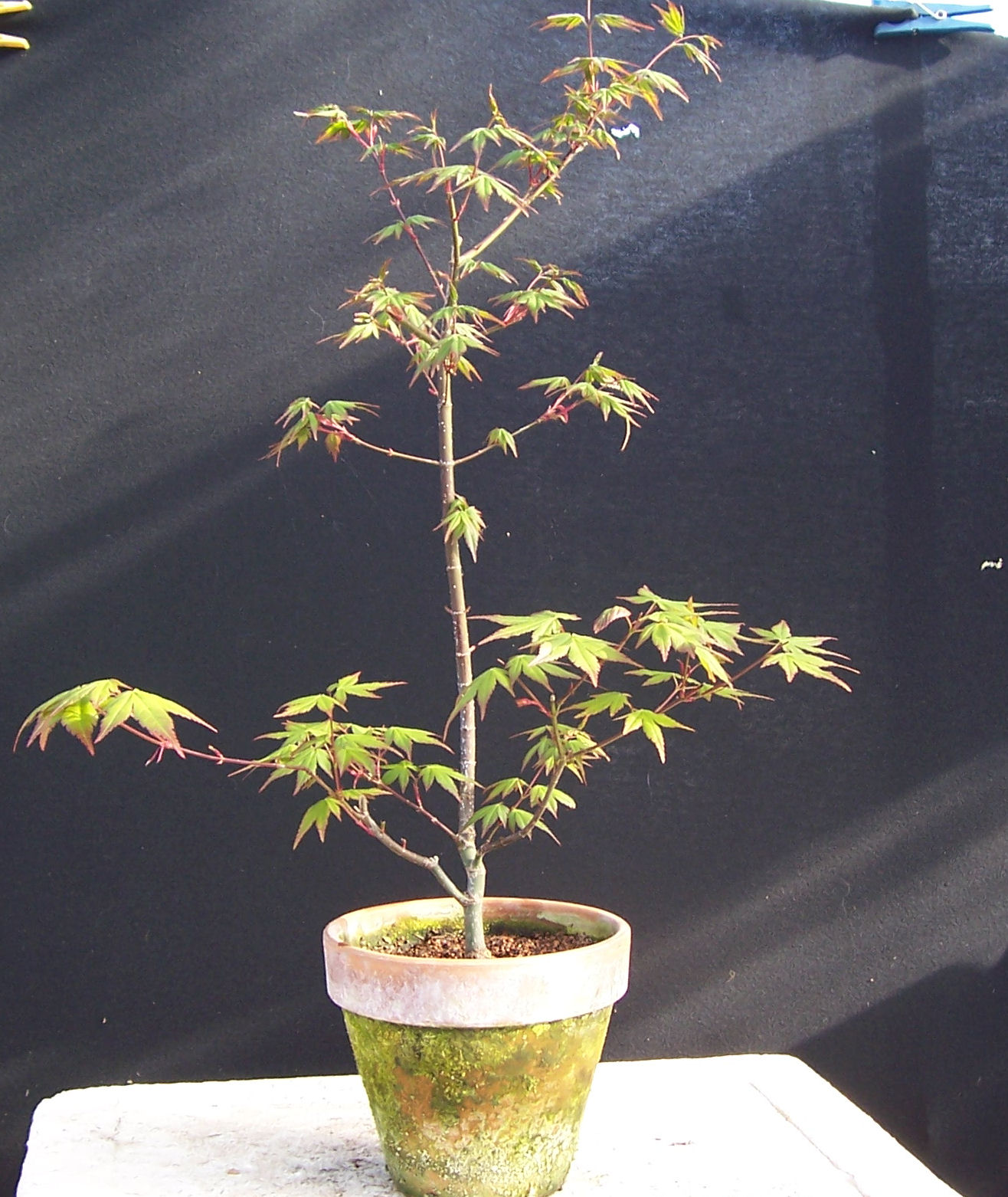 Growing Japanese Maple Trees From Cuttings