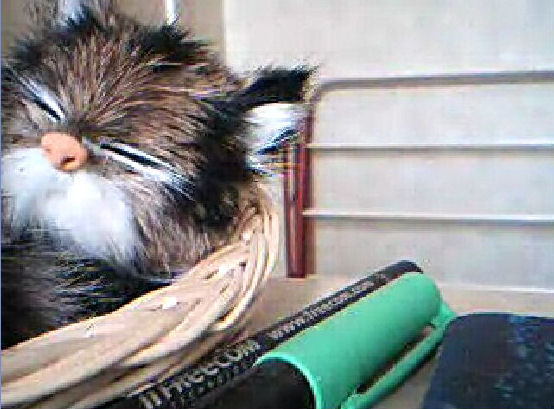 [cat-in-basket+(cropped).jpg]