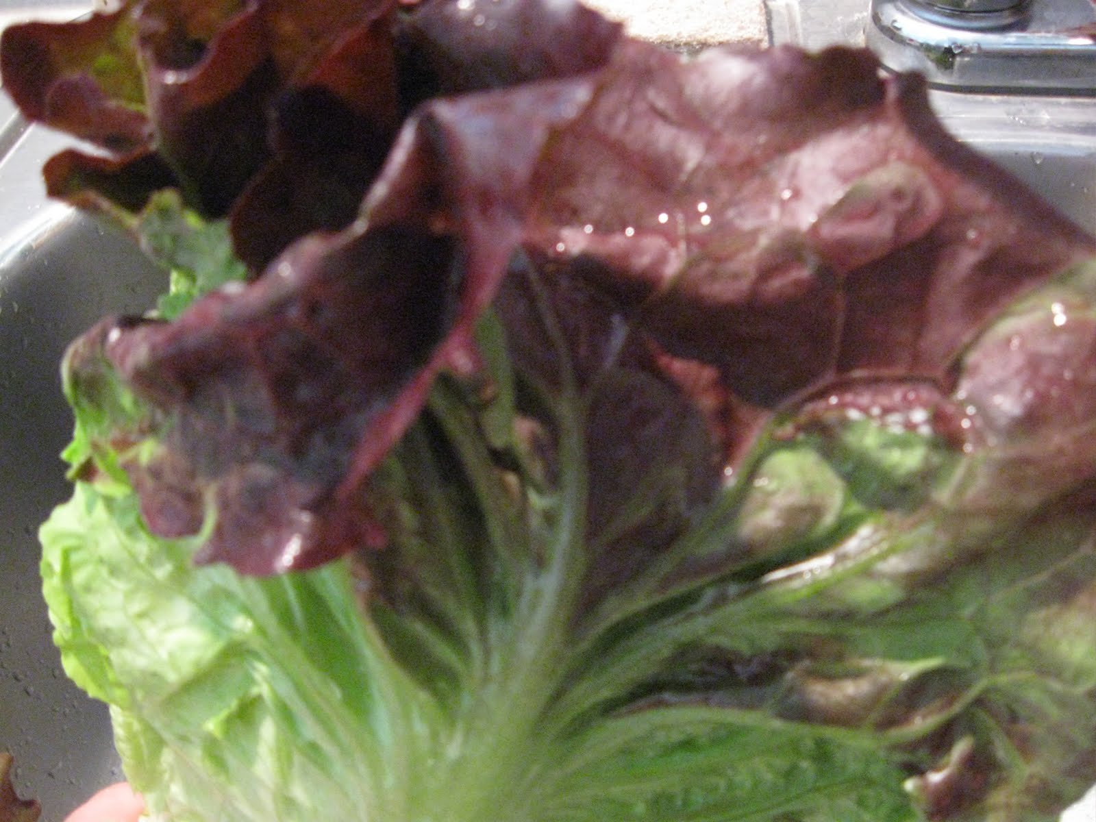 [IMG_0897.JPG]
