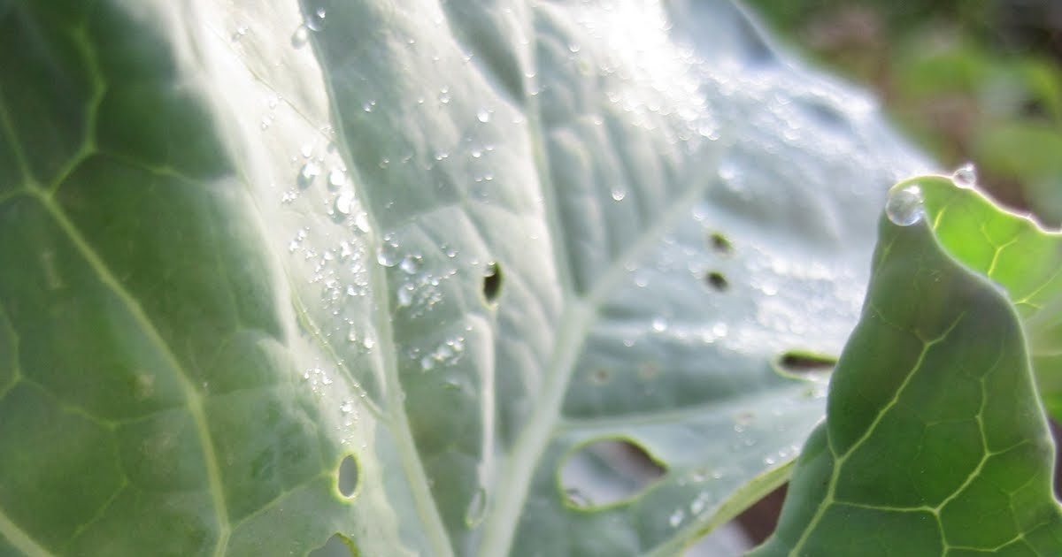 Megan's Messy Garden: Broccoli Pest