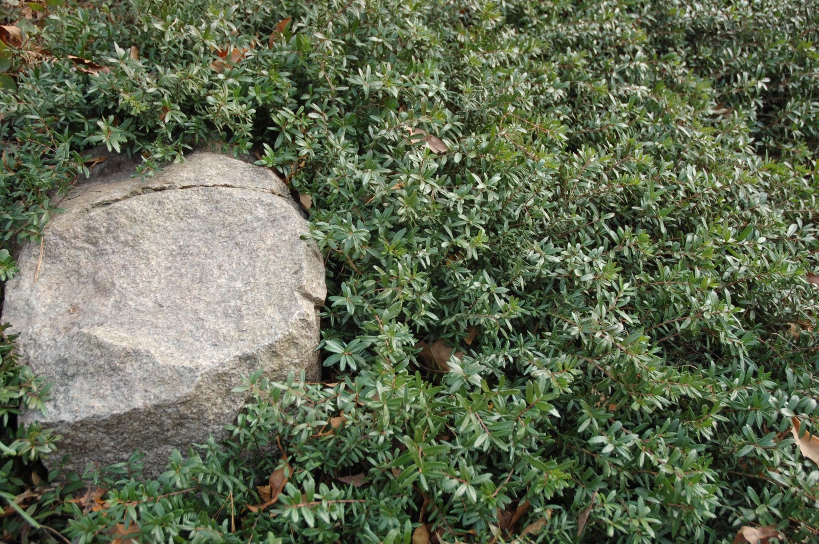 Garden Sense Evergreen Shrubs