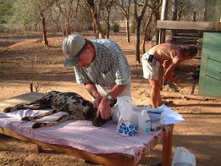 How Long Does Rabies Take To Show In Dogs How Long Does Rabies Take To Show In Dogs