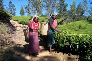 Tea pluckers in the mountain region