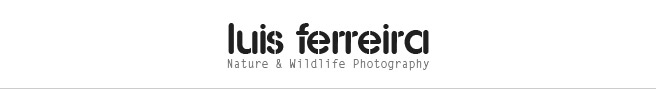 Luis Ferreira - Nature & Wildlife Photography