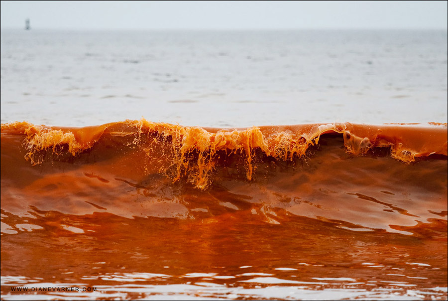 floridas red tide an ongoing problem Florida has declared a state of emergency after a prolonged and severe outbreak of toxic algae in the sea known as the red tide. floridas red tide an ongoing problem Florida has declared a state of emergency after a prolonged and severe outbreak of toxic algae in the sea known as the red tide.