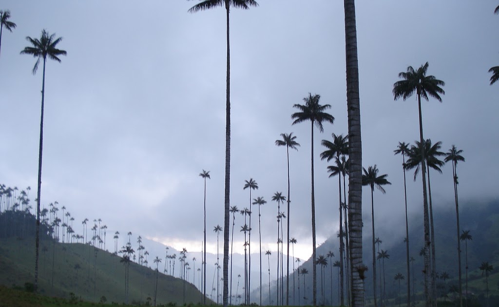 Colombian National Tree