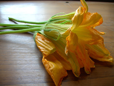 zucchini flowers zucchini flowers