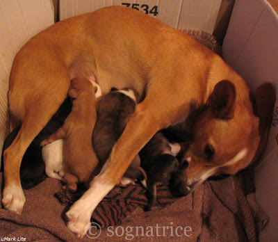 Stella Bella and puppies Stella Bella and puppies