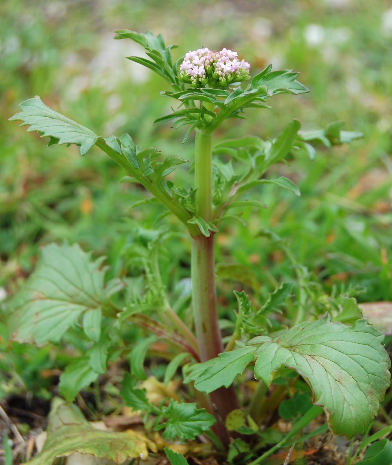 [Calcitrapa+(Centranthus+calcitrapae)++(8).JPG]