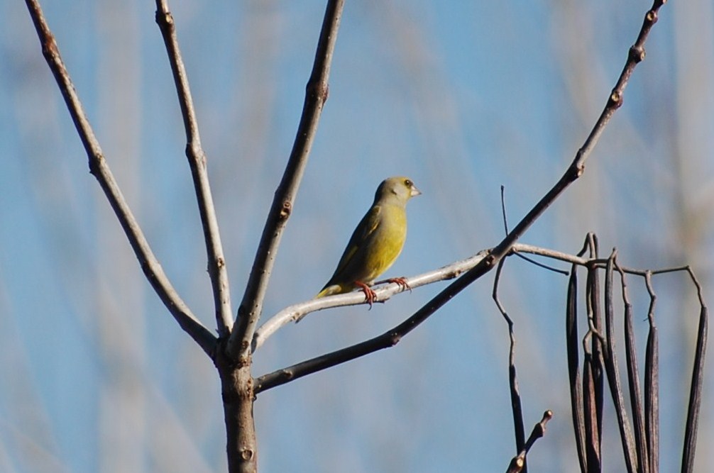 [Verdilhão+(2).JPG]