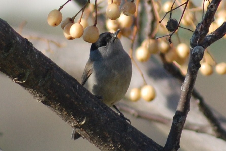 [Toutinegra-de-barrete-preto+(9).JPG]