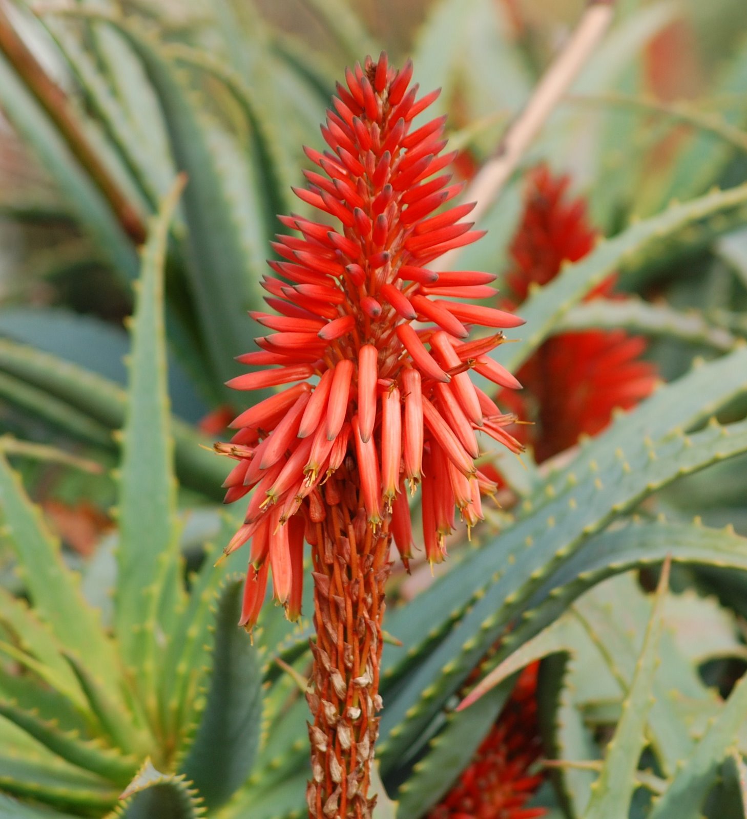 [aloe+arborescens+(5).JPG]