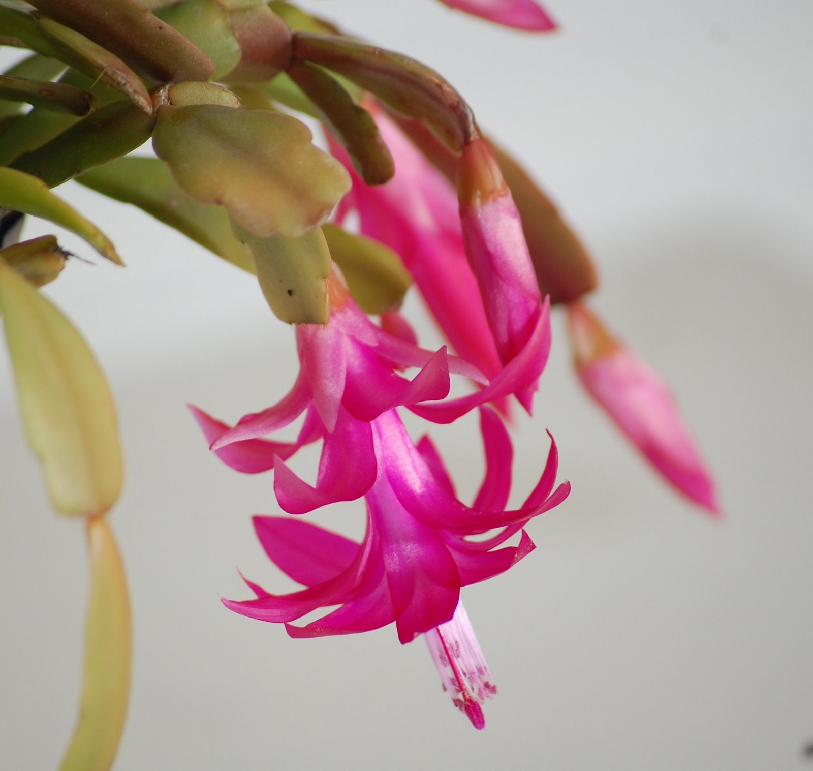 [Schlumbergera+truncata+(Haw.)+Morán+(9).JPG]