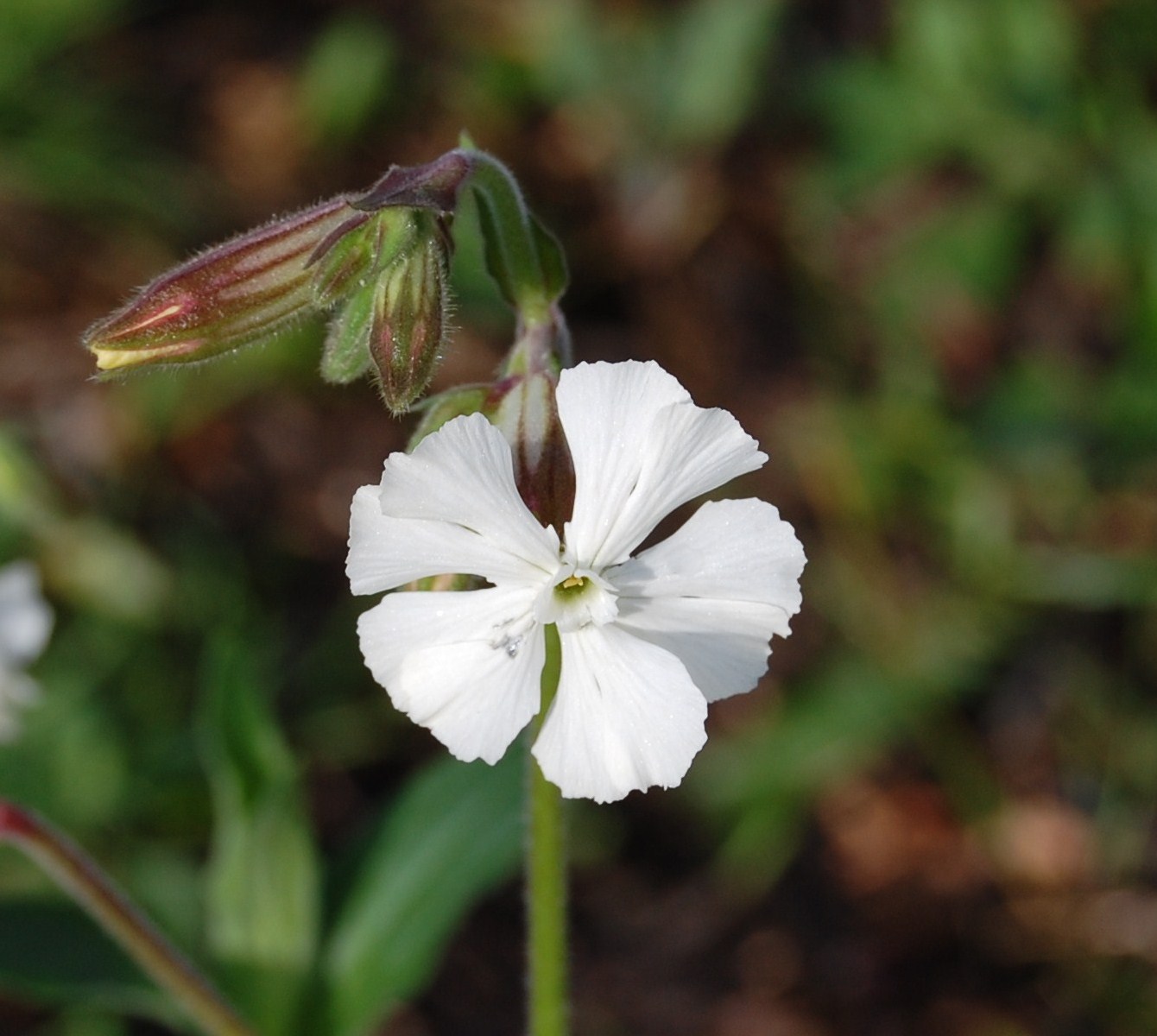 [Assobios-+Silene+latifolia+Poir.++(6).JPG]
