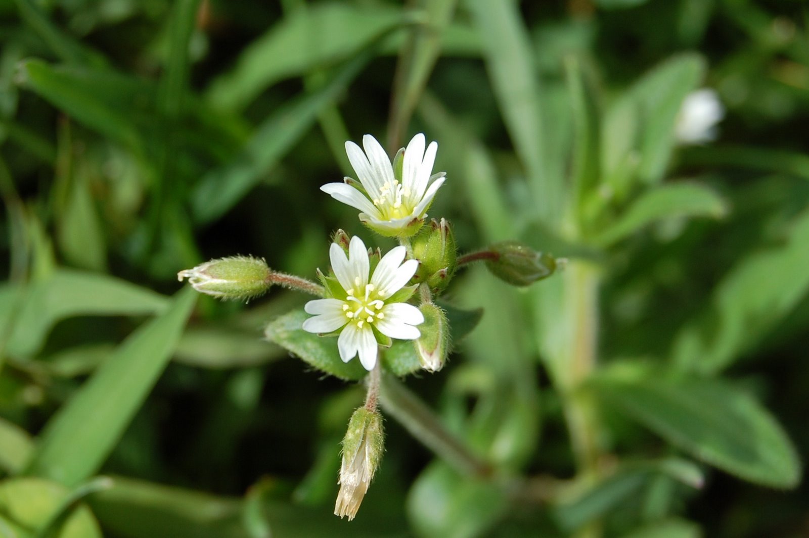 [Morugem++(Stellaria+media)+(2).JPG]