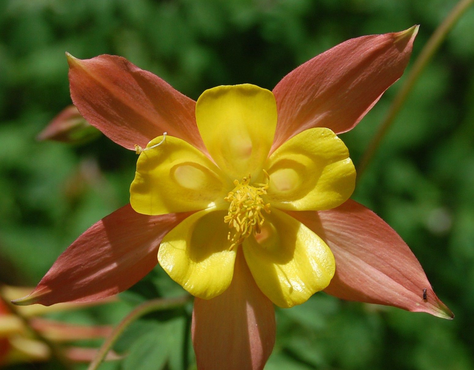 [Aquilegia+skinneri+Hook+(4).JPG]