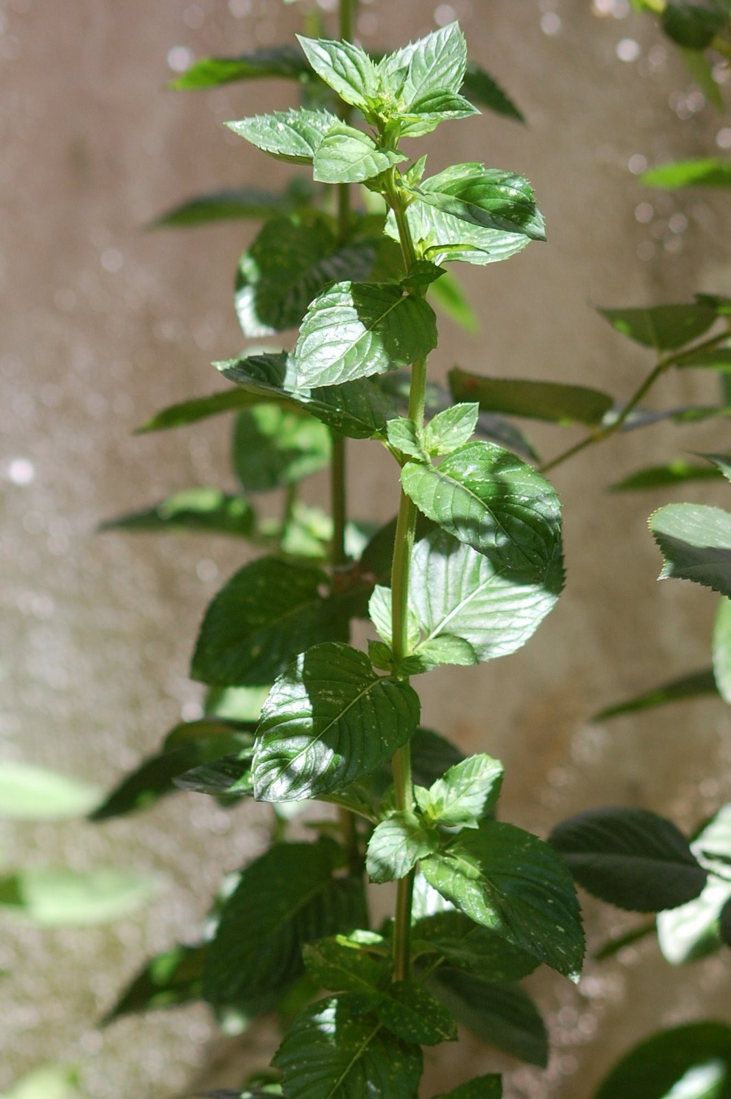 [Hortelã-pimenta+(4).JPG]