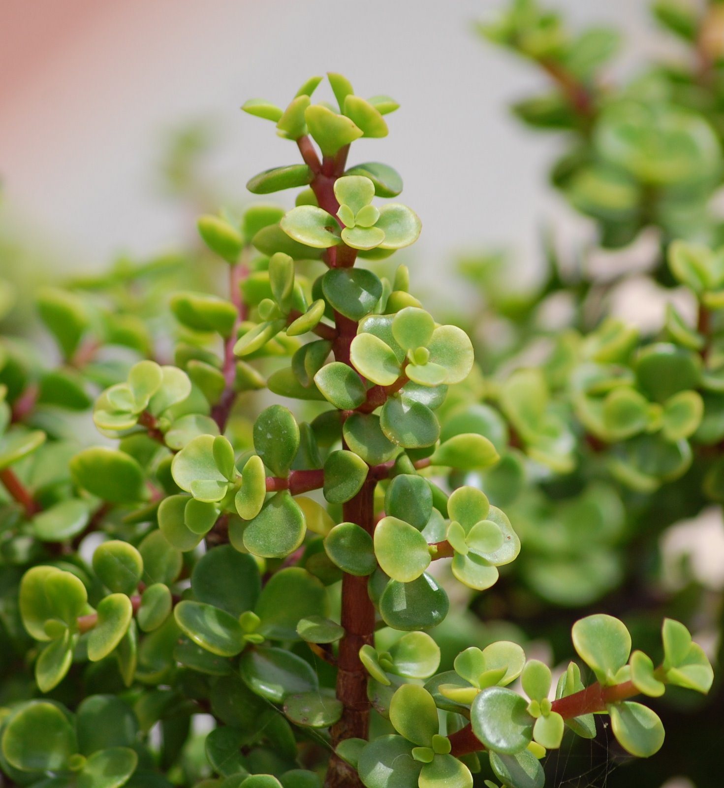 [Portulacaria+afra+Jacq..JPG]