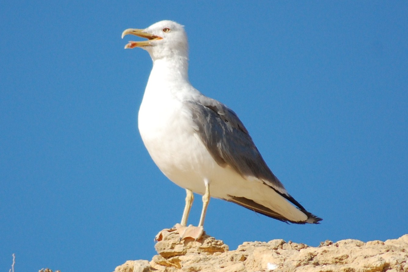 [Gaivota+(Alvor)+(3).JPG]