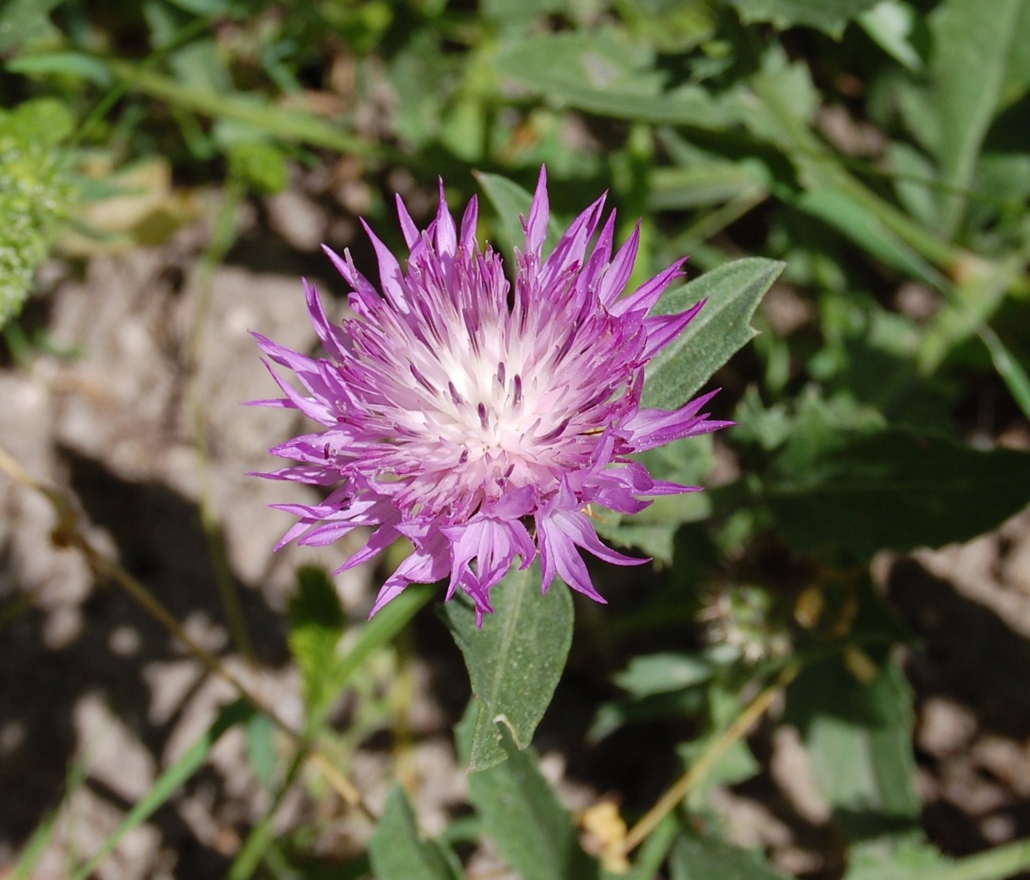 [Centaurea+sphaerocephala+L.+ssp.+sphaerocephala+(3).JPG]